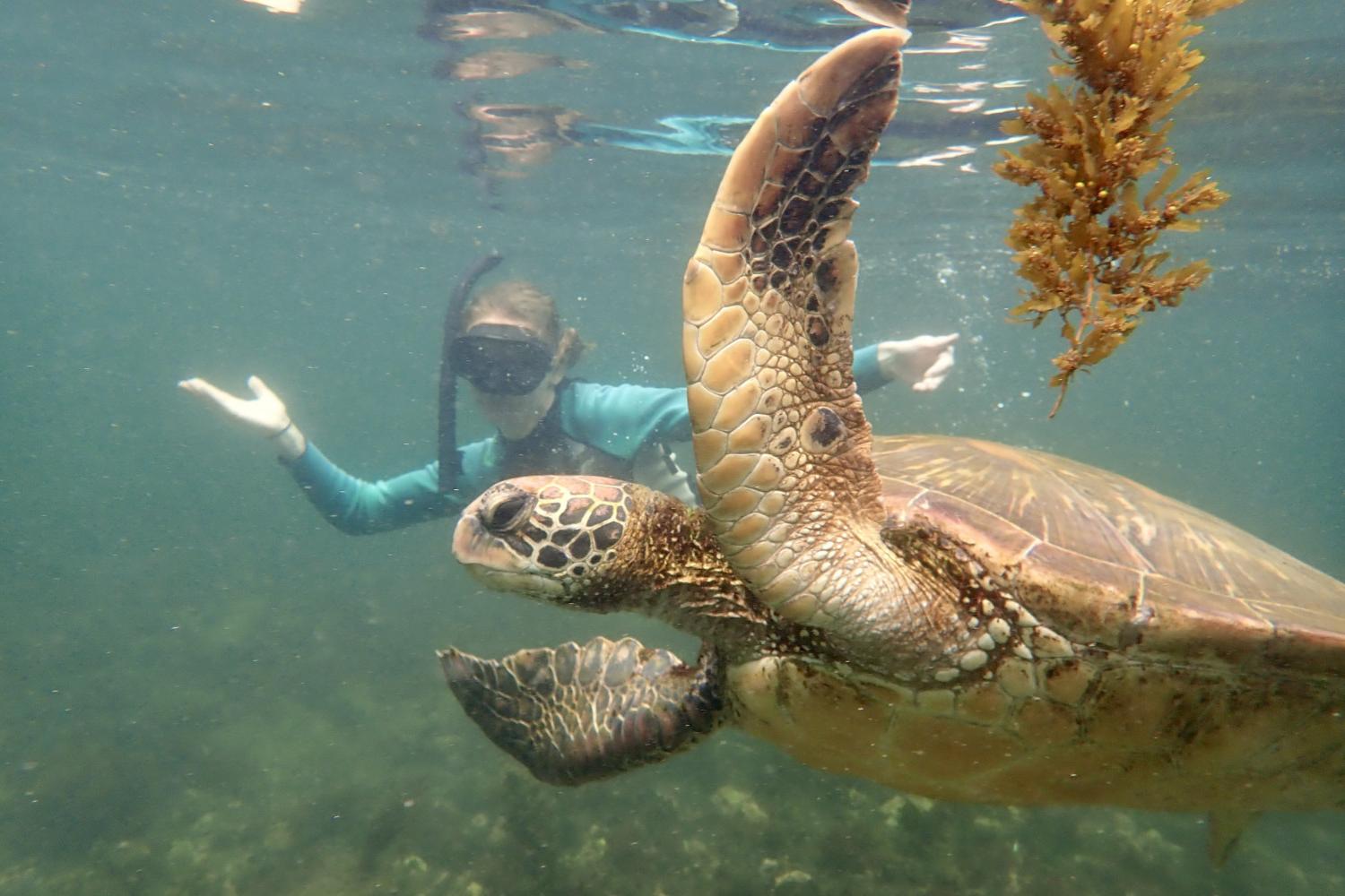 一名<a href='http://j5.lfkgw.com'>博彩网址大全</a>学生在Galápagos群岛游学途中与一只巨龟游泳.